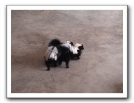 skunks 011