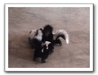 skunks 012