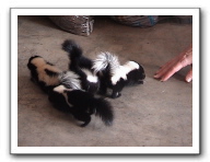 skunks 014