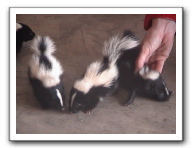 skunks 015