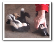 skunks 016