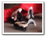 skunks 018