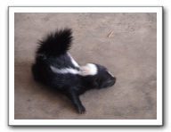 skunks 003