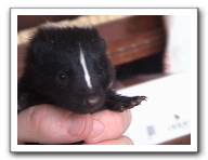 skunks 022