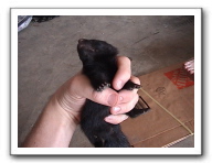 skunks 023