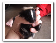 skunks 026