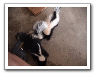 skunks 029