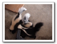 skunks 030