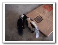 skunks 031
