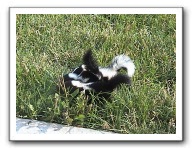 skunks 038