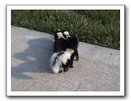 skunks 040