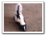 skunks 005
