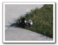 skunks 041