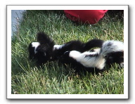 skunks 047