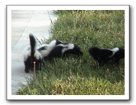 skunks 048