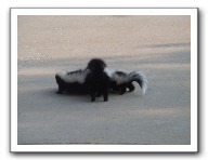 skunks 052